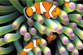 Clownfish Aquarium Live Wallpaper 3