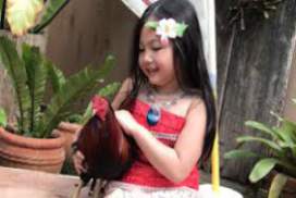 Moana 2017