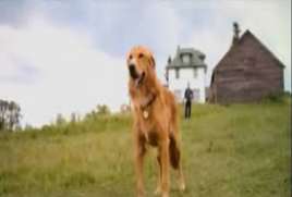A Dogs Purpose 2017